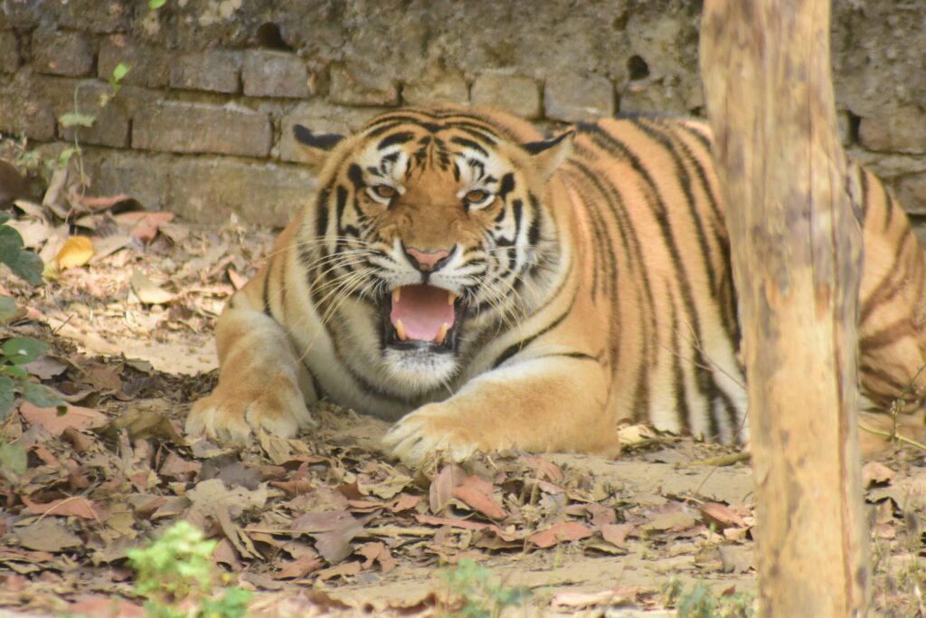 Safari Park Cox's Bazar