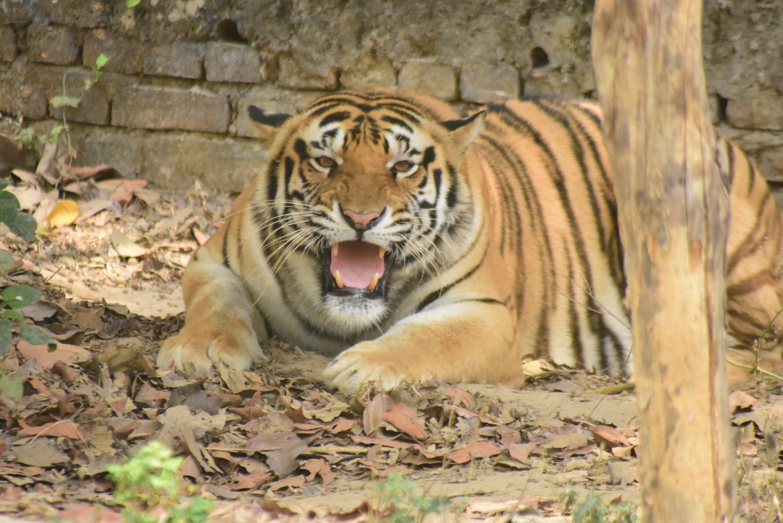 Bangabandhu Sheikh Mujib Safari Park - 1st Safari Park of Bangladesh